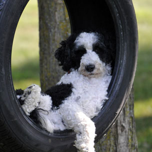 Perfect family Portuguese Water Dog having fun